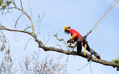 When Do Tree Removal services In Olathe KS Come in Handy?